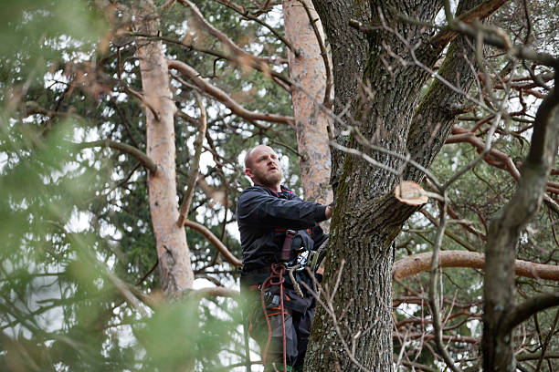 Best Tree Removal Service  in USA